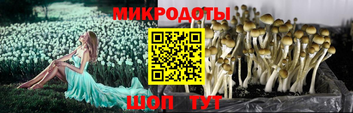 Галлюциногенные грибы Psilocybine cubensis  купить наркоту  Псилоцибиновые грибы GOLDEN TEACHER  Чайковский  Вход с VPN 